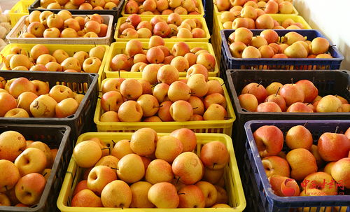 隴原山鄉新畫卷 西和特色農產品借網出山，新鮮蔬菜香飄四方