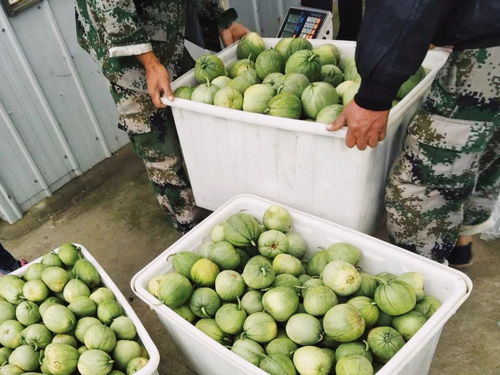 農(nóng)產(chǎn)品區(qū)域公用品牌“濟(jì)寧禮饗”搭乘中國速度，駛向全國
