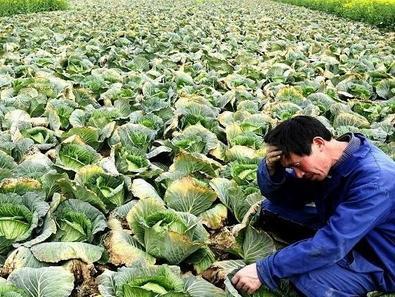 農(nóng)產(chǎn)品滯銷加劇，這3個(gè)原因是根本，農(nóng)民必須了解